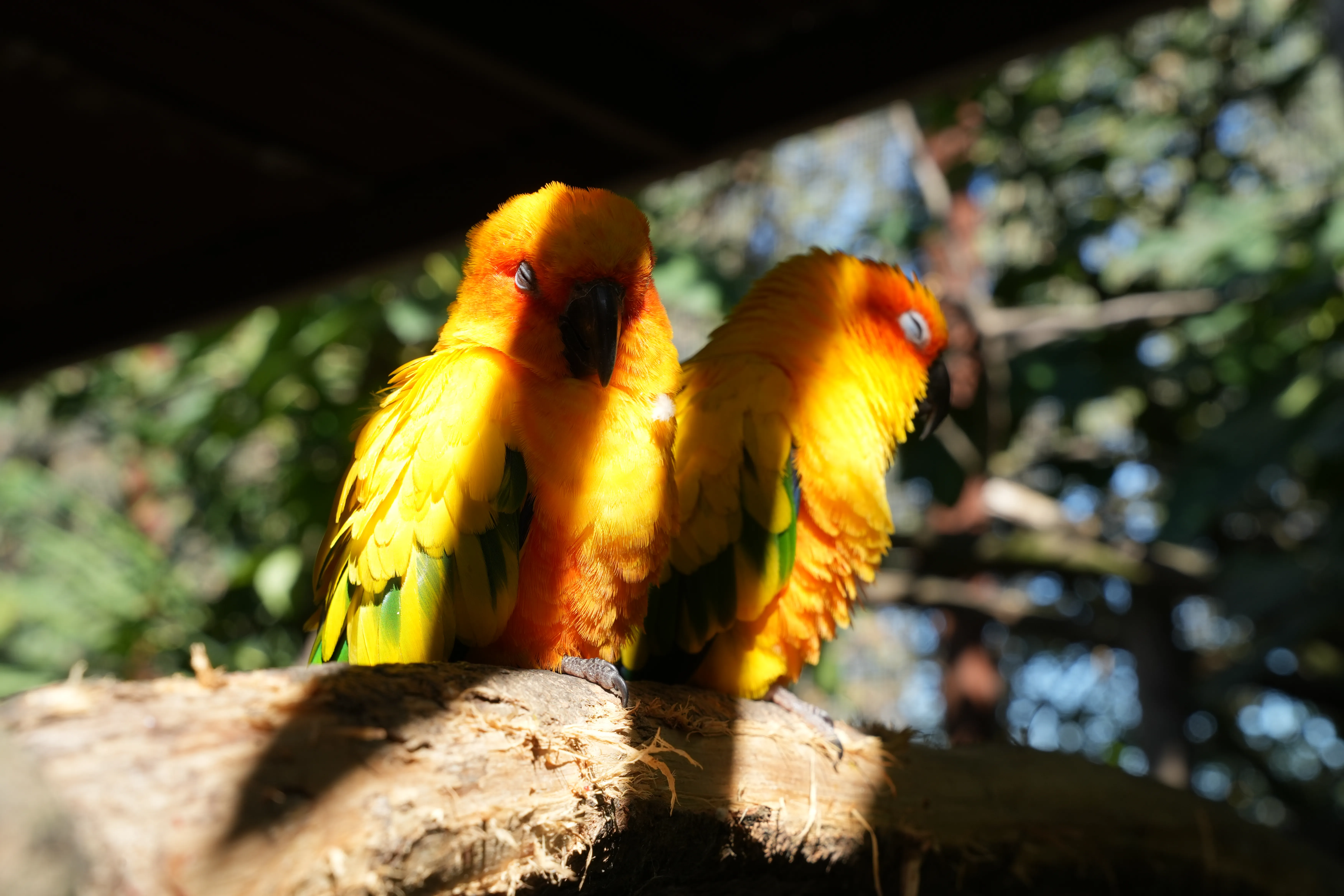 image de conure soleil réalisée par Hope's Glow